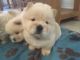 Chow Chow Puppies for sale in 2001 Market St, Philadelphia, PA 19103, USA. price: NA