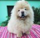 Chow Chow Puppies for sale in Indianapolis, IN 46218, USA. price: $500