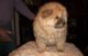 Chow Chow Puppies for sale in Denver, CO 80219, USA. price: NA