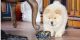 Chow Chow Puppies for sale in Waterbury, CT, USA. price: $500