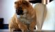 Chow Chow Puppies for sale in Kansas City, MO, USA. price: NA