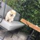 Chow Chow Puppies for sale in Frisco, TX, USA. price: NA