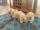 Chow Chow Puppies for sale in Pondfield Rd, Bronxville, NY 10708, USA. price: NA