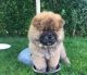 Chow Chow Puppies for sale in Pittsburgh, PA, USA. price: NA