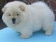 Chow Chow Puppies for sale in Orange, CA, USA. price: NA