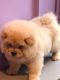 Chow Chow Puppies for sale in California Ave, Palo Alto, CA 94306, USA. price: $500
