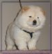 Chow Chow Puppies for sale in Panama City, FL, USA. price: NA