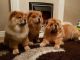 Chow Chow Puppies for sale in Atlanta, GA, USA. price: $985