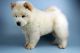 Chow Chow Puppies for sale in Macomb, MI 48042, USA. price: $550