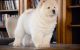 Chow Chow Puppies for sale in Kansas City, KS 66104, USA. price: $400