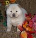 Chow Chow Puppies for sale in Irving Park, Chicago, IL, USA. price: NA