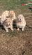 Chow Chow Puppies for sale in Warrendale, PA, USA. price: NA