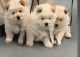 Chow Chow Puppies for sale in Scottsdale, AZ, USA. price: NA