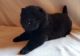 Chow Chow Puppies for sale in Ann Arbor, MI, USA. price: NA