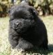Chow Chow Puppies for sale in Durham, NC, USA. price: NA