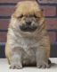Chow Chow Puppies for sale in Bellevue, WA, USA. price: NA