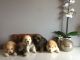 Chow Chow Puppies for sale in Sunday Dr, Louisville, KY 40219, USA. price: NA