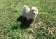 Chow Chow Puppies for sale in Brattleboro, VT 05301, USA. price: $500