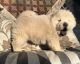 Chow Chow Puppies for sale in Wilmar, AR 71675, USA. price: $500