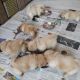 Chow Chow Puppies for sale in Charlotte, NC, USA. price: NA