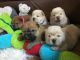 Chow Chow Puppies for sale in Chicago, IL, USA. price: NA