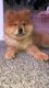 Chow Chow Puppies for sale in St. George, UT, USA. price: NA