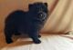 Chow Chow Puppies for sale in Lansing, MI, USA. price: NA