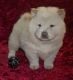 Chow Chow Puppies for sale in Montevallo, AL 35115, USA. price: $600