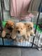 Chow Chow Puppies for sale in Louisville, KY, USA. price: $550