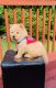Chow Chow Puppies for sale in McDonough, GA 30252, USA. price: $1,050