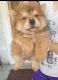 Chow Chow Puppies for sale in Cavite, Philippines. price: 13000 PHP