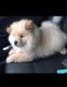 Chow Chow Puppies for sale in Albuquerque, NM, USA. price: NA