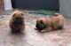 Chow Chow Puppies for sale in Colorado Springs, CO, USA. price: $400