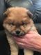 Chow Chow Puppies for sale in Pittsburgh, PA, USA. price: $400
