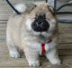Chow Chow Puppies for sale in Indianapolis, IN, USA. price: $400