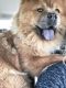 Chow Chow Puppies for sale in Milwaukee, WI, USA. price: $600