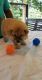 Chow Chow Puppies for sale in Phoenix, AZ, USA. price: $400