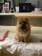 Chow Chow Puppies for sale in Queens, NY, USA. price: $1,500