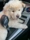 Chow Chow Puppies for sale in Benton, IL 62812, USA. price: $700