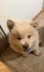 Chow Chow Puppies for sale in Benton, IL 62812, USA. price: $200