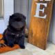 Chow Chow Puppies for sale in Discovery Bay, CA, USA. price: $900