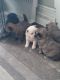 Chow Chow Puppies for sale in Milwaukee, WI 53215, USA. price: $400