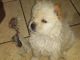 Chow Chow Puppies for sale in Great Falls, MT, USA. price: NA