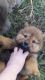 Chow Chow Puppies for sale in Pauls Valley, OK, USA. price: $500