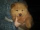Chow Chow Puppies for sale in Chesnee, SC 29323, USA. price: $650