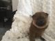Chow Chow Puppies for sale in Newark, DE, USA. price: NA
