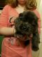 Chow Chow Puppies for sale in Middle River, MD, USA. price: NA