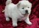 Chow Chow Puppies for sale in Bethany, LA 71007, USA. price: $500