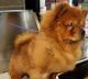 Chow Chow Puppies for sale in Mukilteo, WA, USA. price: $400