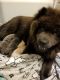 Chow Chow Puppies for sale in Fairfax, VA, USA. price: $1,000